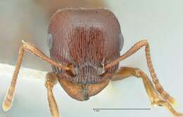 Image of Red Desert Fierce ant