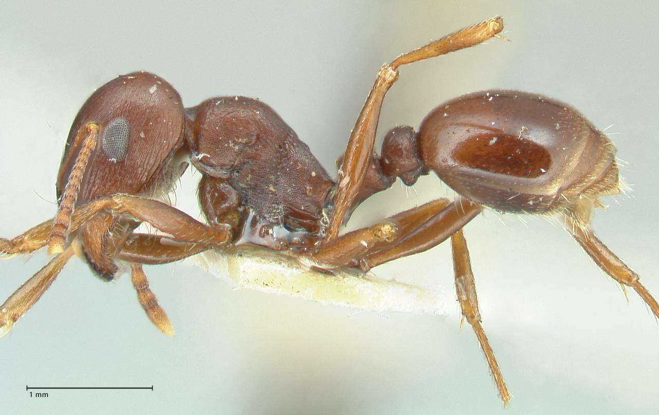 Image of Tetramorium glabratum Stitz 1923