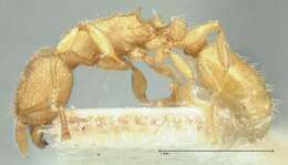 Image of Tetramorium traegaordhi Santschi 1914