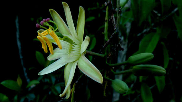 Sivun Passiflora contracta Vitta kuva