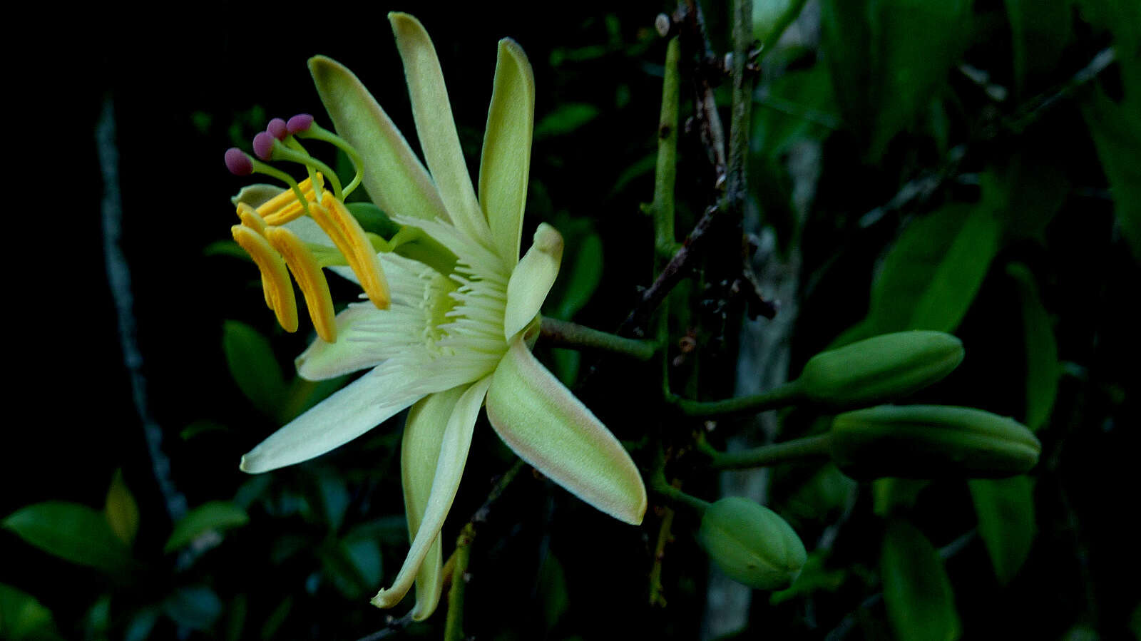 Imagem de Passiflora contracta Vitta