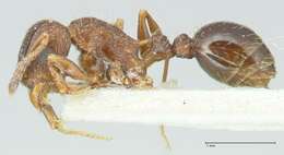 Image of Tetramorium edouardi Forel 1894