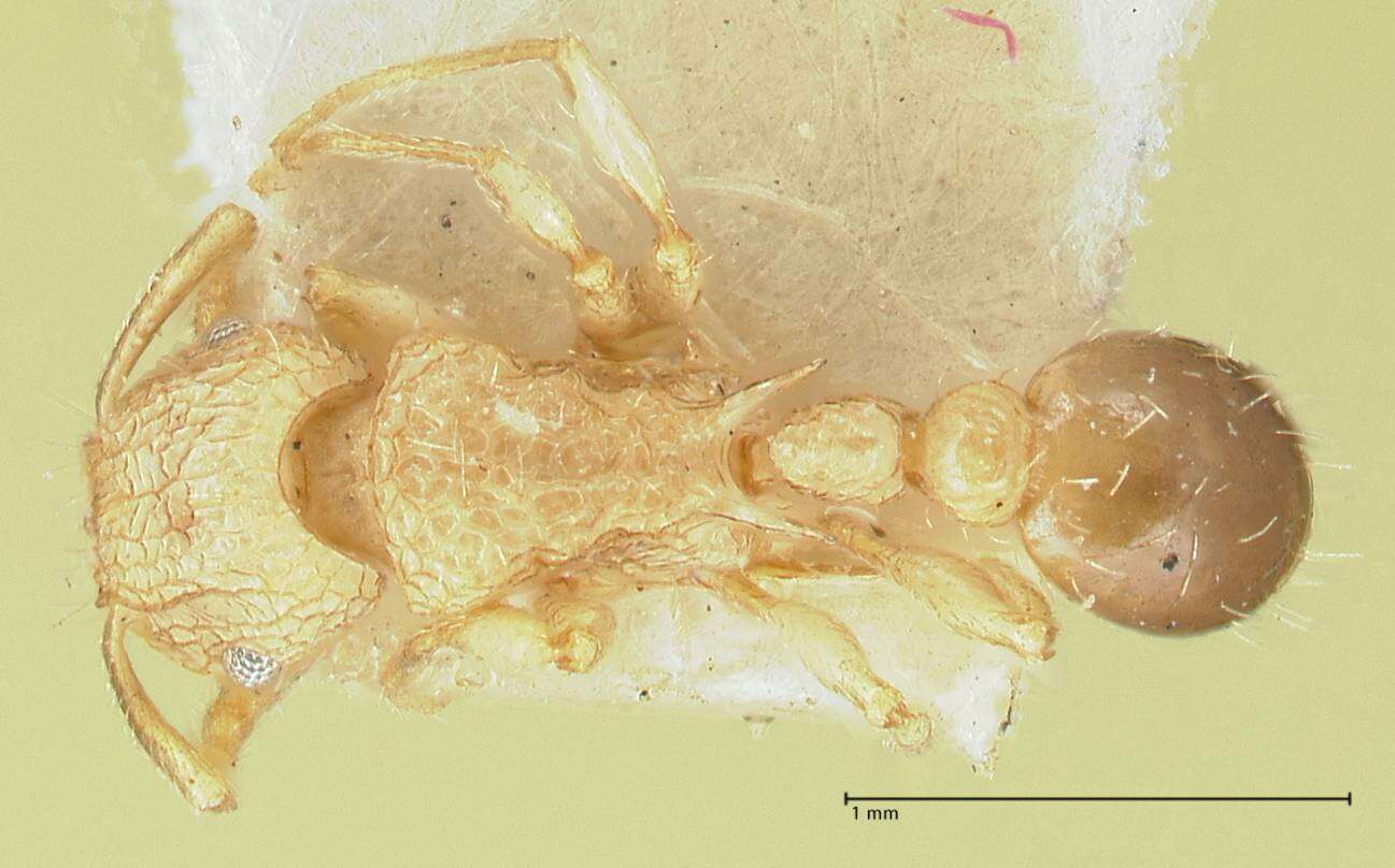 Image of Tetramorium eleates Forel 1913