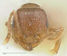 Image of Tetramorium caespitum (Linnaeus 1758)