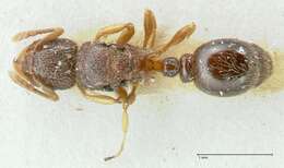 Image of Tetramorium flavipes Emery 1893