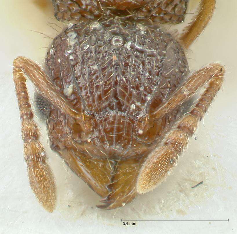 Image of Tetramorium flavipes Emery 1893