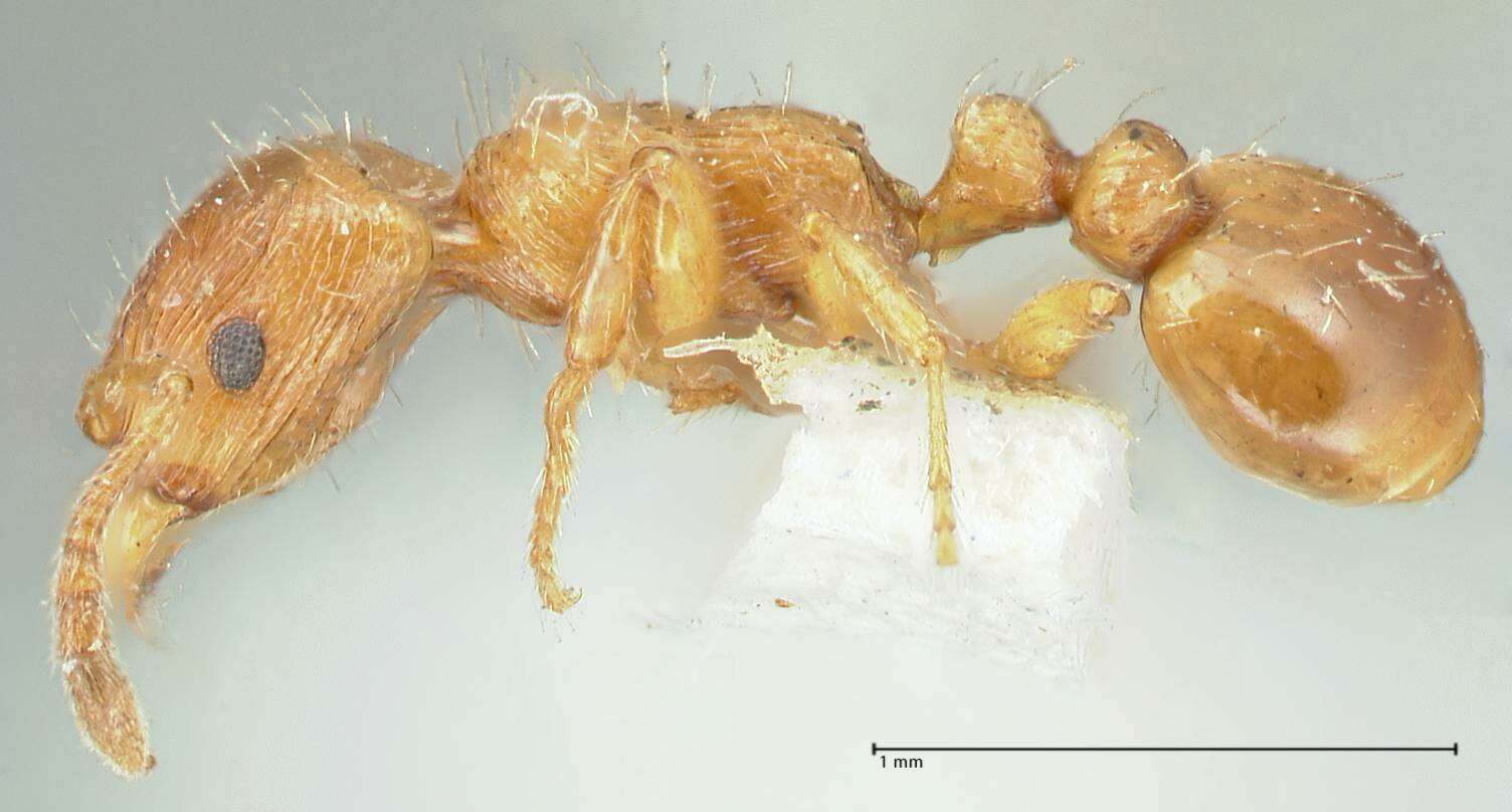 Image of Strongylognathus testaceus (Schenck 1852)