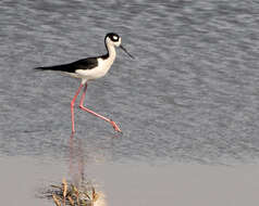 Image of Black-necked Stilt