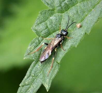 Image of Curled rose sawfly