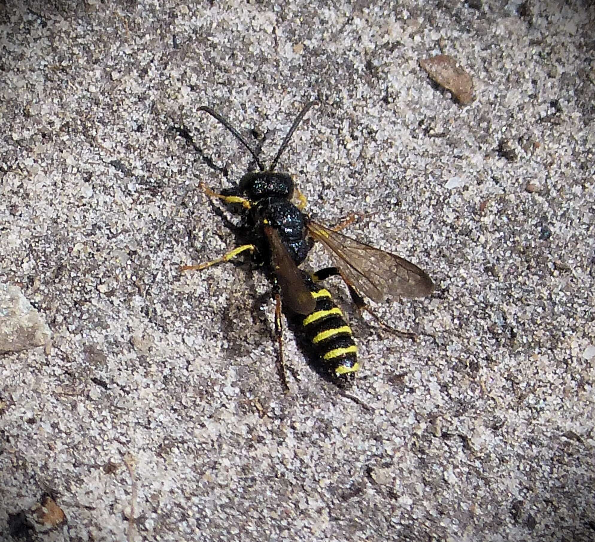 Cerceris arenaria (Linnaeus 1758) resmi