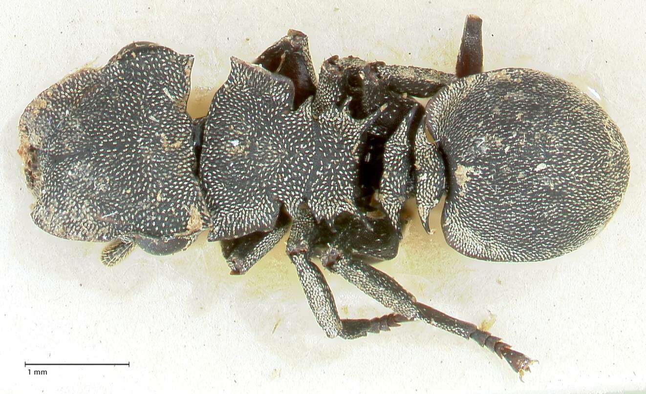 Image of Cephalotes basalis (Smith 1876)