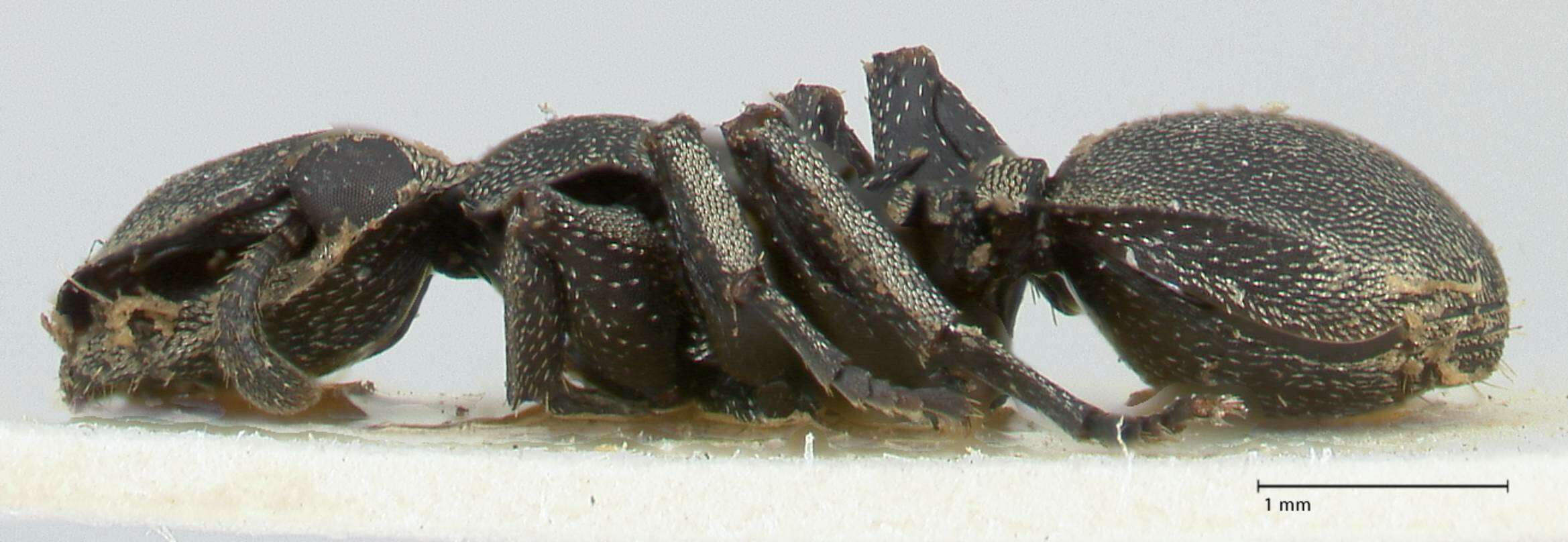 Image of Cephalotes basalis (Smith 1876)