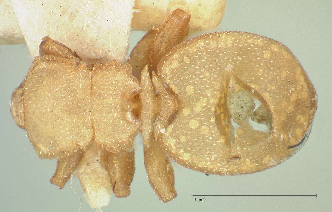 Cephalotes pallens (Klug 1824) resmi