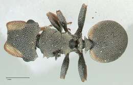 Cephalotes angustus (Mayr 1862) resmi