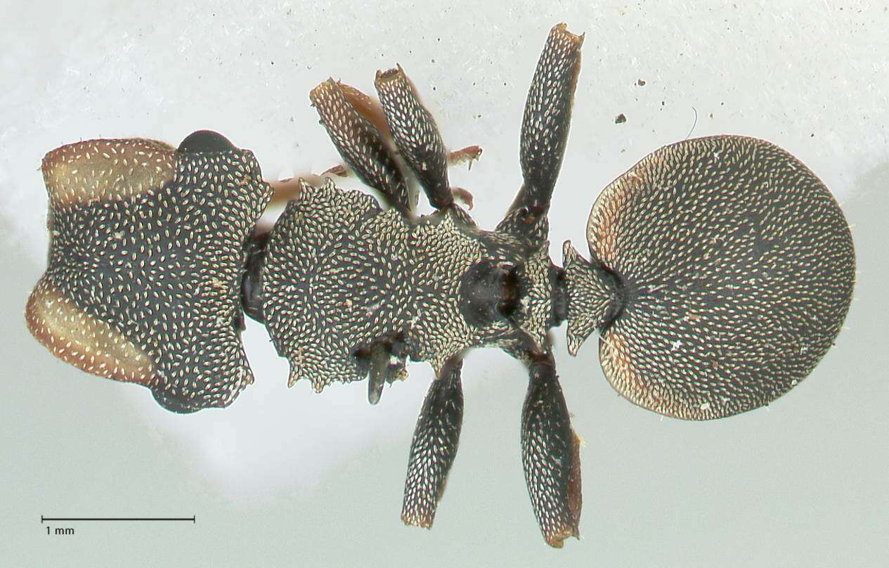 Cephalotes angustus (Mayr 1862) resmi