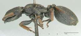 Cephalotes angustus (Mayr 1862) resmi