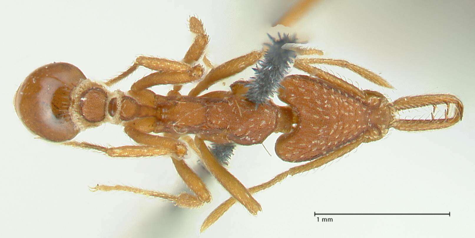 Слика од Strumigenys subedentata