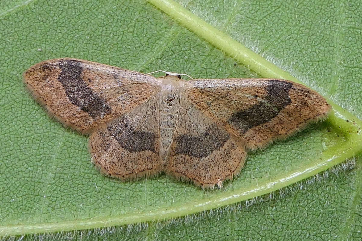 Image of riband wave