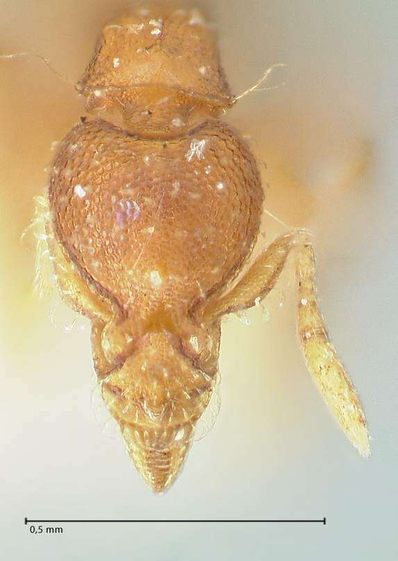 Image of Formicoidea