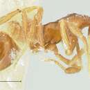 صورة Strumigenys pulchella