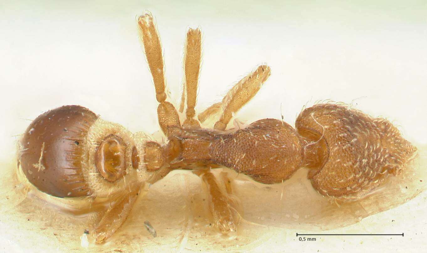 Image of rostrata-group Mustache Ants