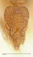 Image of rostrata-group Mustache Ants