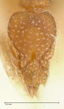 Image of rostrata-group Mustache Ants