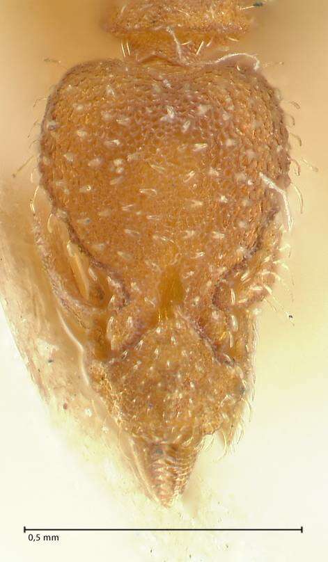 Image of rostrata-group Mustache Ants