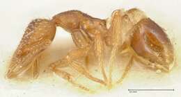 Image of rostrata-group Mustache Ants