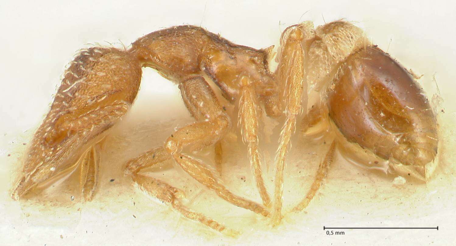 Image of rostrata-group Mustache Ants