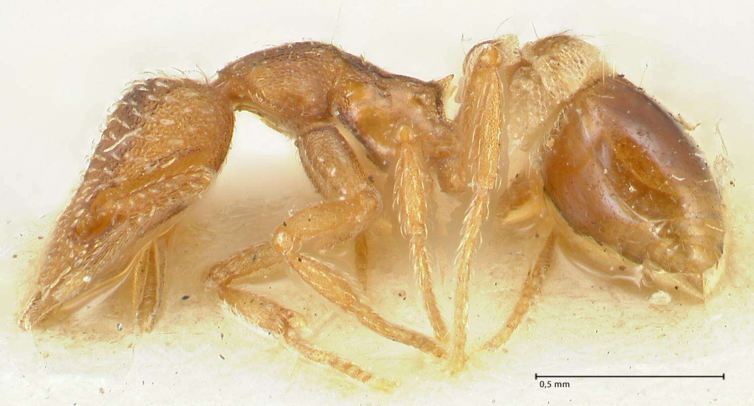 Image of <i>Strumigenys rostrata</i>