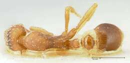 Image of rostrata-group Mustache Ants