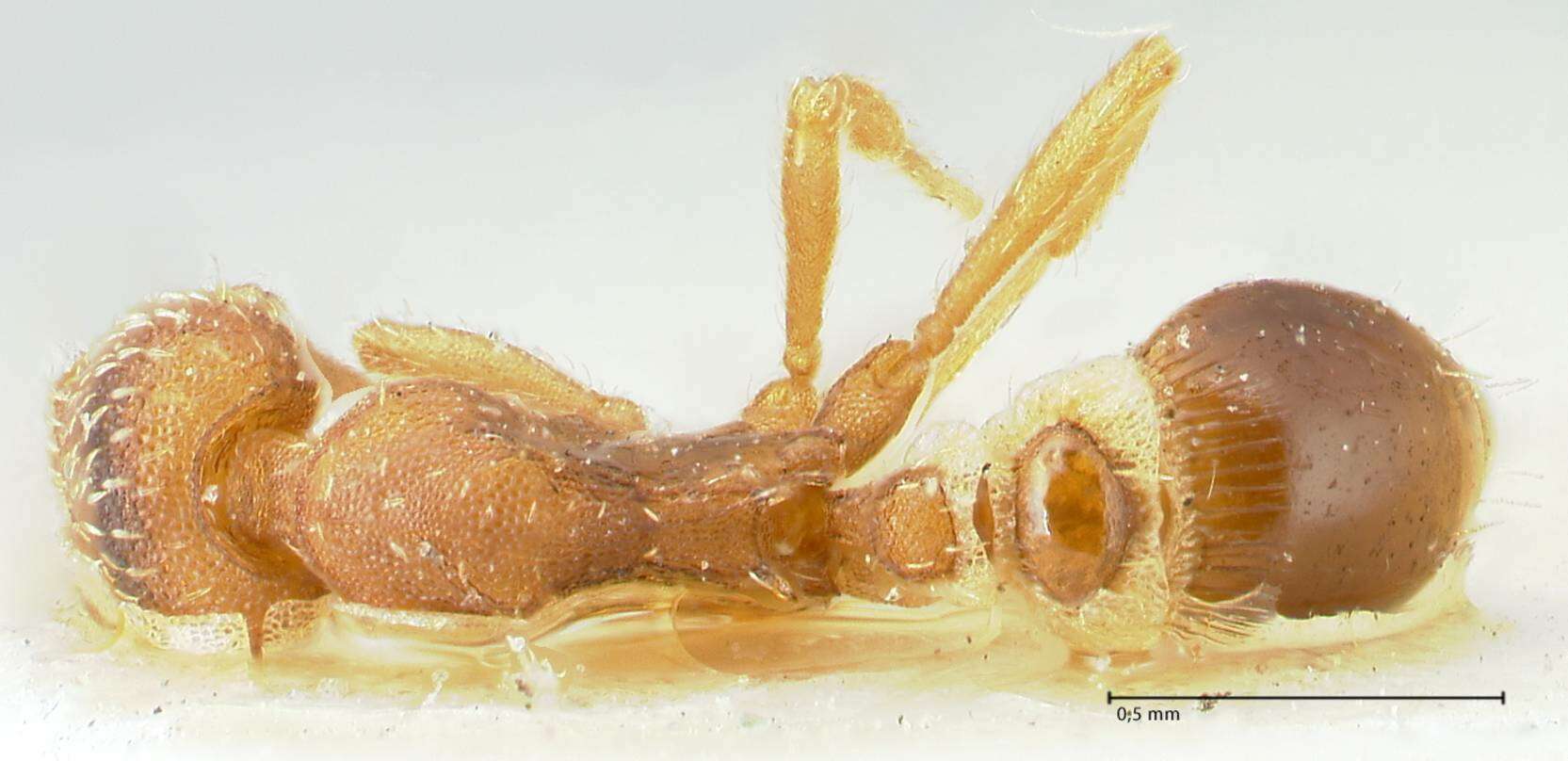 Image of <i>Strumigenys rostrata</i>