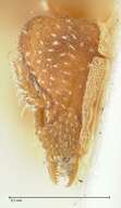 Image of rostrata-group Mustache Ants