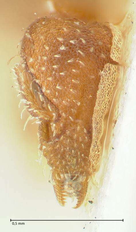 Image of rostrata-group Mustache Ants