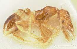 Image of rostrata-group Mustache Ants