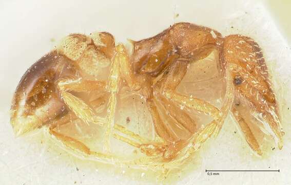 Image of rostrata-group Mustache Ants