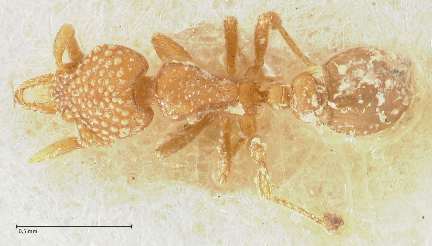 Image of <i>Strumigenys argiola</i>