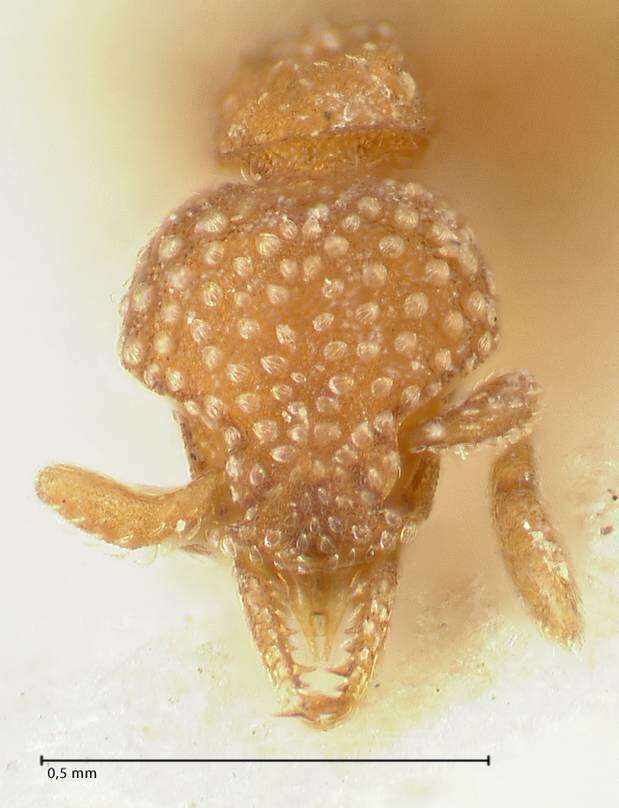 Image of <i>Strumigenys argiola</i>