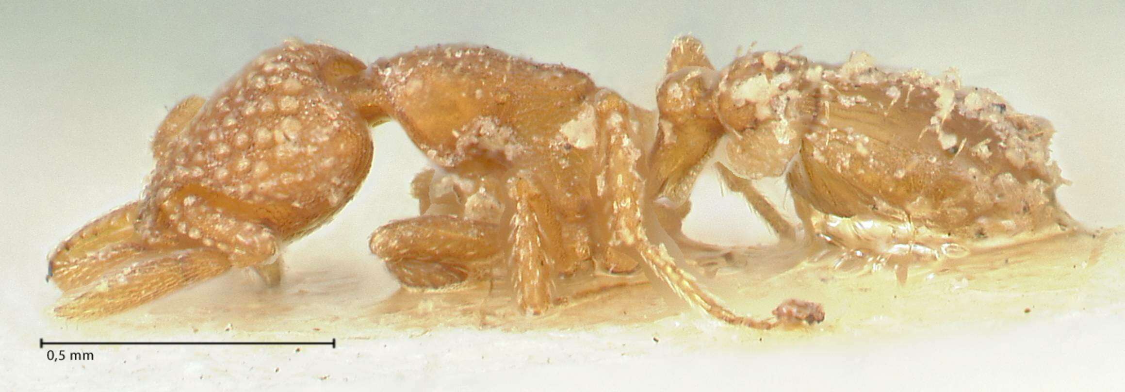 Image of <i>Strumigenys argiola</i>