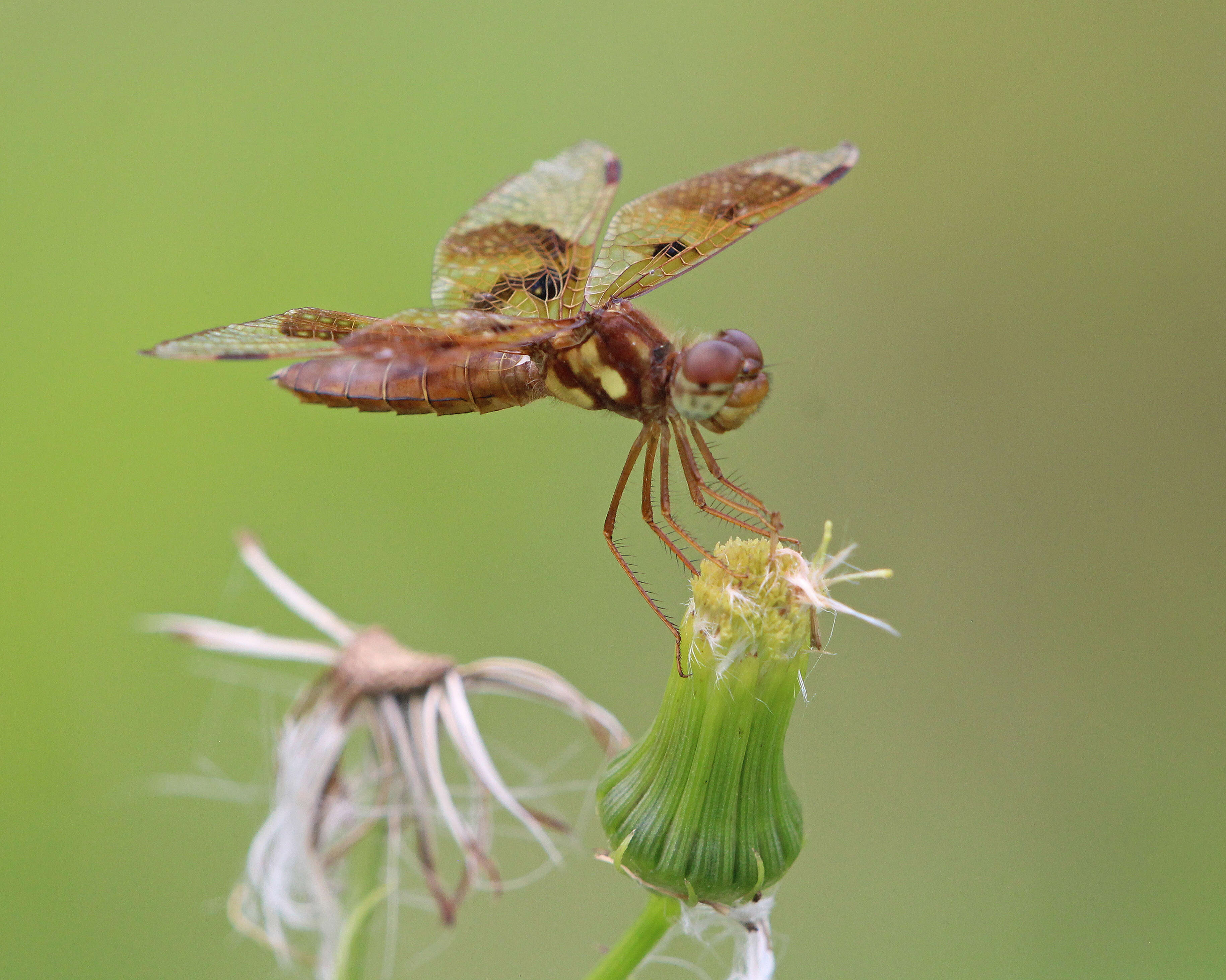 Image of Eastern Amberwing