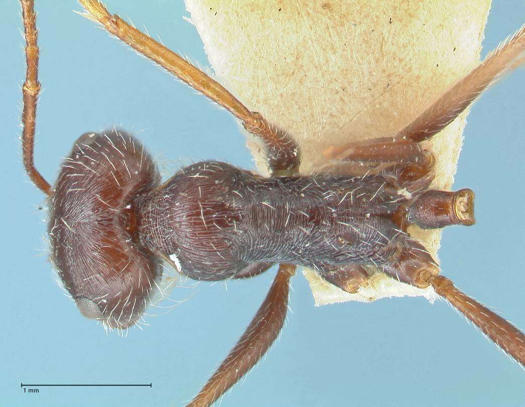 Ocymyrmex robustior Stitz 1923 resmi