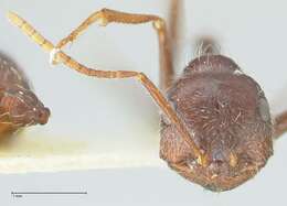 Ocymyrmex robustior Stitz 1923 resmi