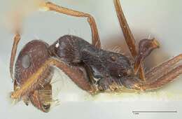 Ocymyrmex robustior Stitz 1923 resmi