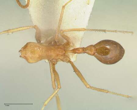 Imagem de Ocymyrmex flavescens Stitz 1923