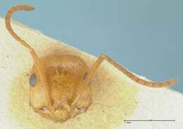 Ocymyrmex flavescens Stitz 1923 resmi