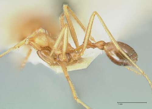 Imagem de Ocymyrmex flavescens Stitz 1923