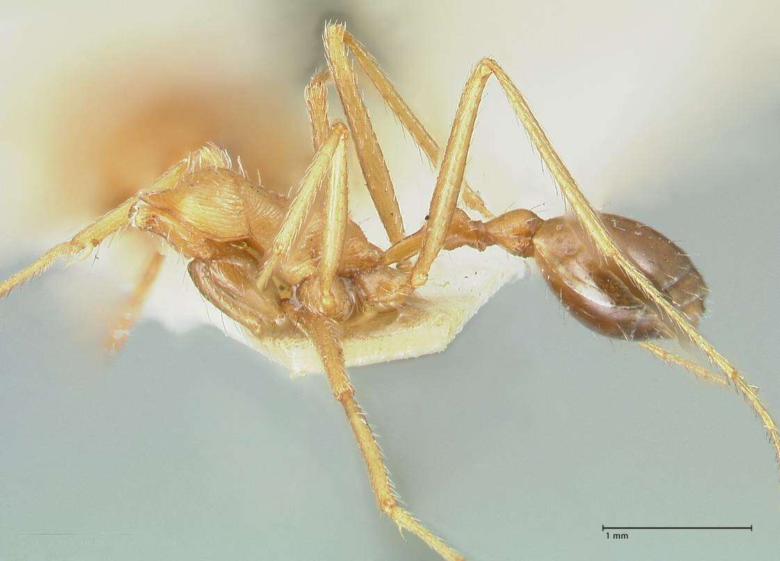 Image of Ocymyrmex flavescens Stitz 1923