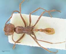 Ocymyrmex micans Forel 1910 resmi