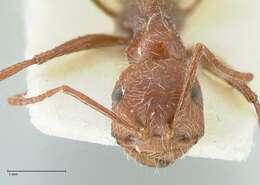 Ocymyrmex micans Forel 1910 resmi